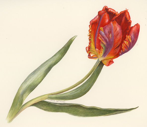 PARROT_TULIP_2_.jpg