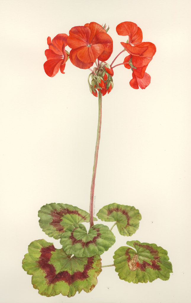 PELARGONIUM.jpg