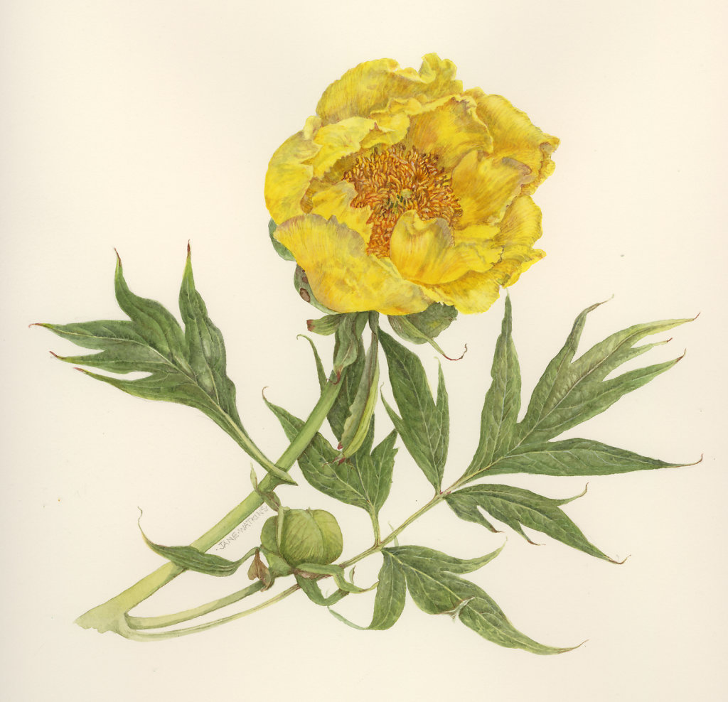 PEONY_LUTEA.jpg