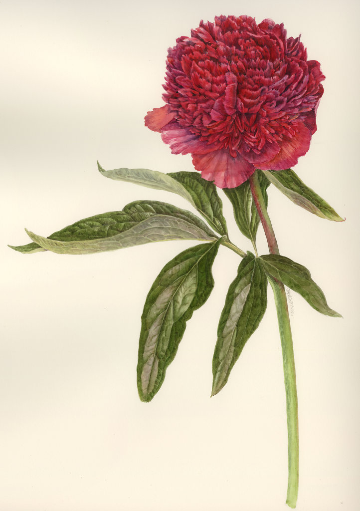 PEONY.jpg