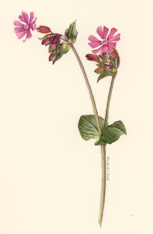 PINK_CAMPION.jpg