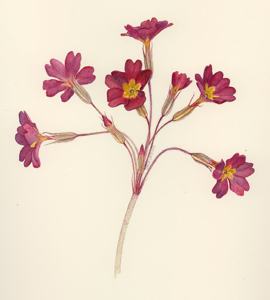 POLYANTHUS.jpg