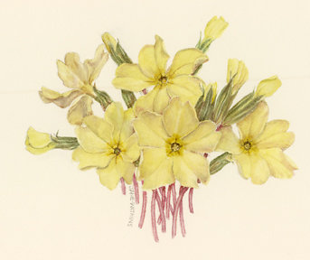 PRIMROSES_2_.jpg