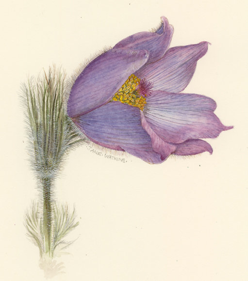 PULSATILLA.jpg