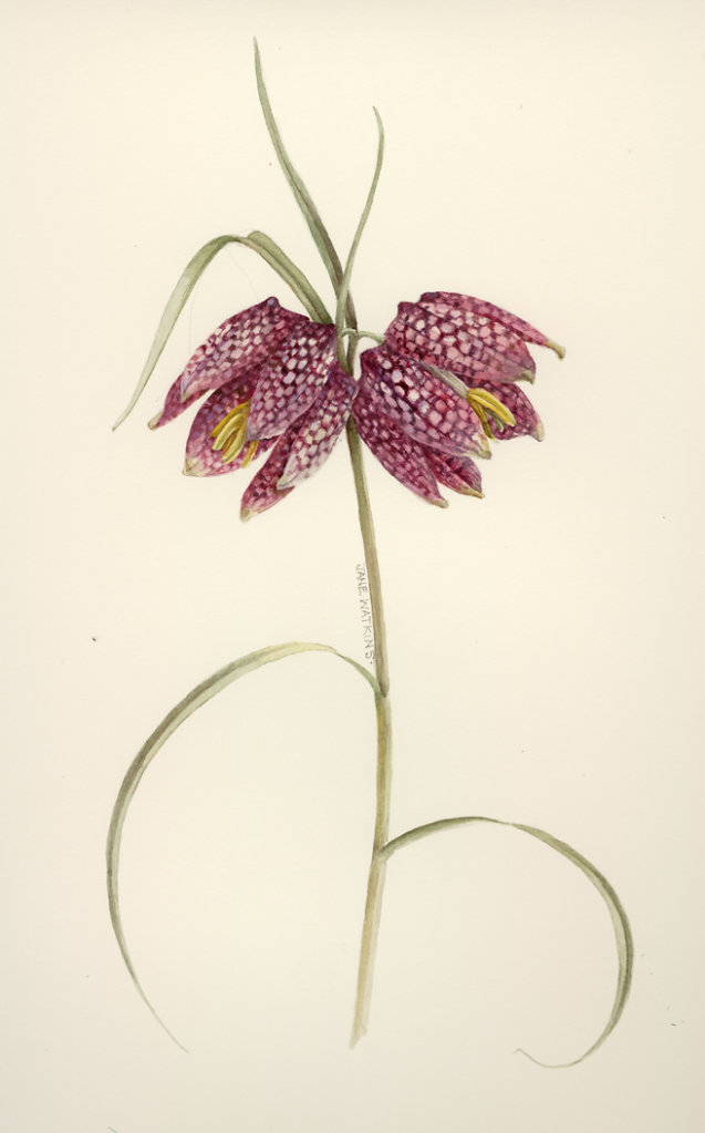 PURPLE_FRITILLARY.jpg