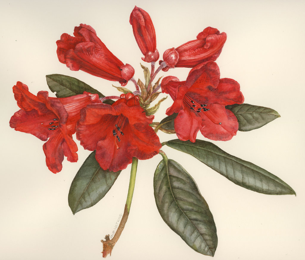 RHODODENDRON.jpg