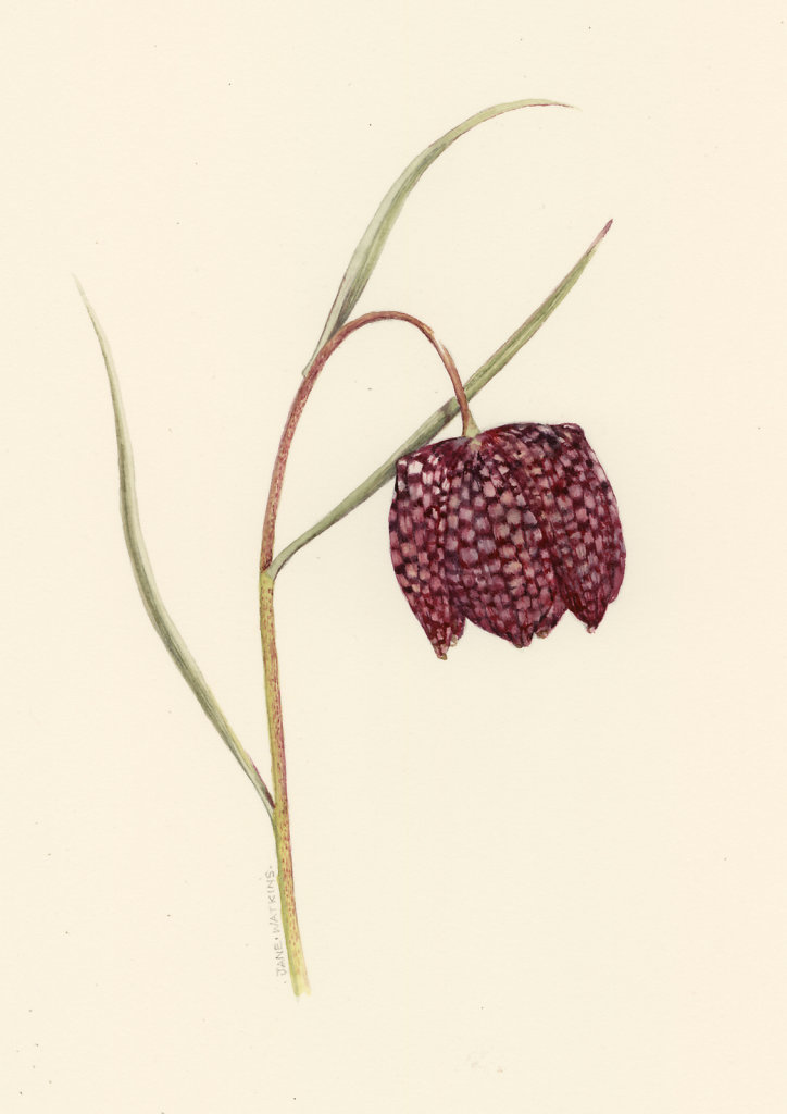 SNAKESHEAD_FRITILLARY_2_.jpg