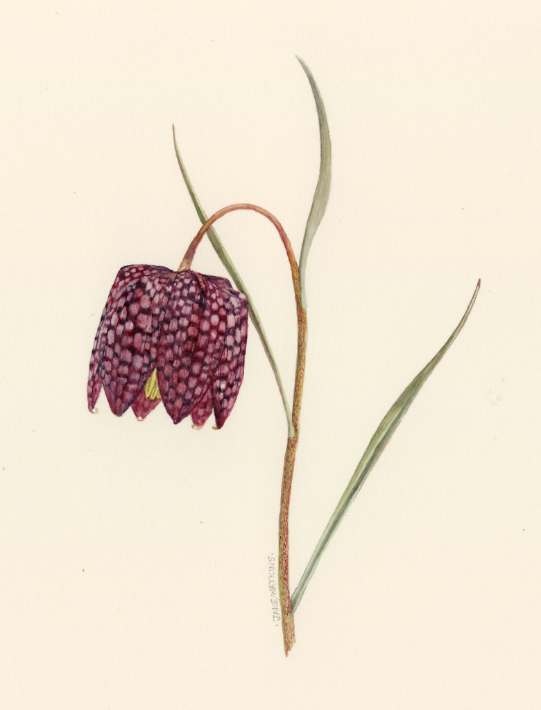 SNAKESHEAD_FRITILLARY.jpg