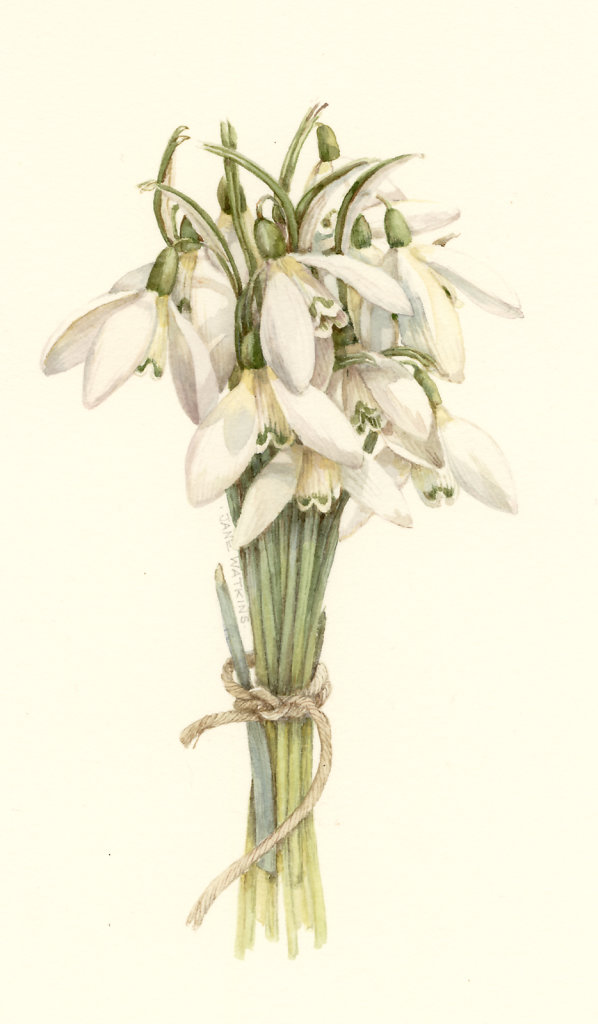 SNOWDROPS.jpg