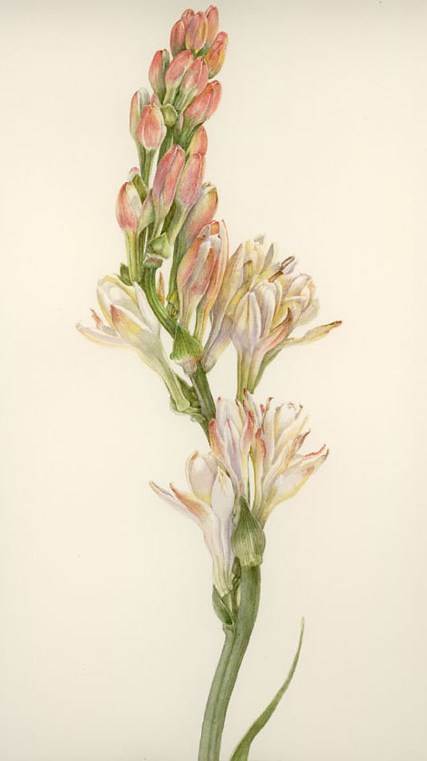 TUBEROSE.jpg