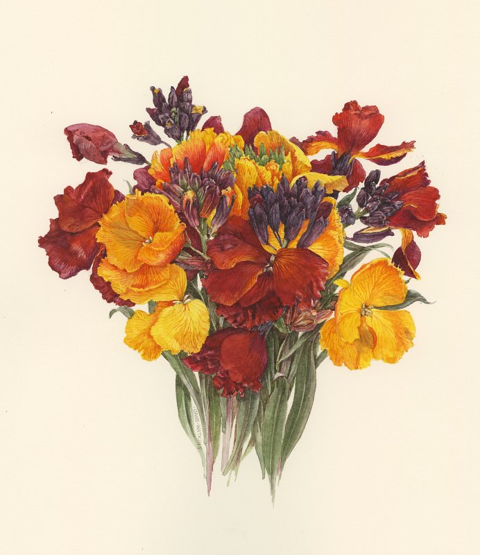 WALLFLOWERS.jpg Jane Watkins