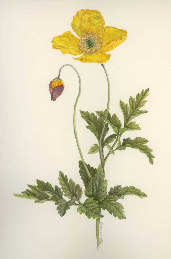 WELSH_POPPY.jpg