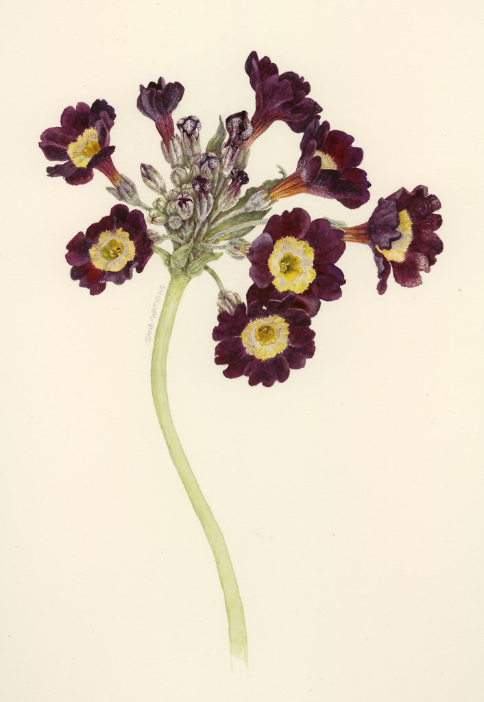 WINTERHARE_AURICULA.jpg