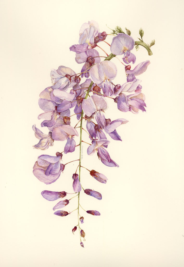 WISTERIA.jpg