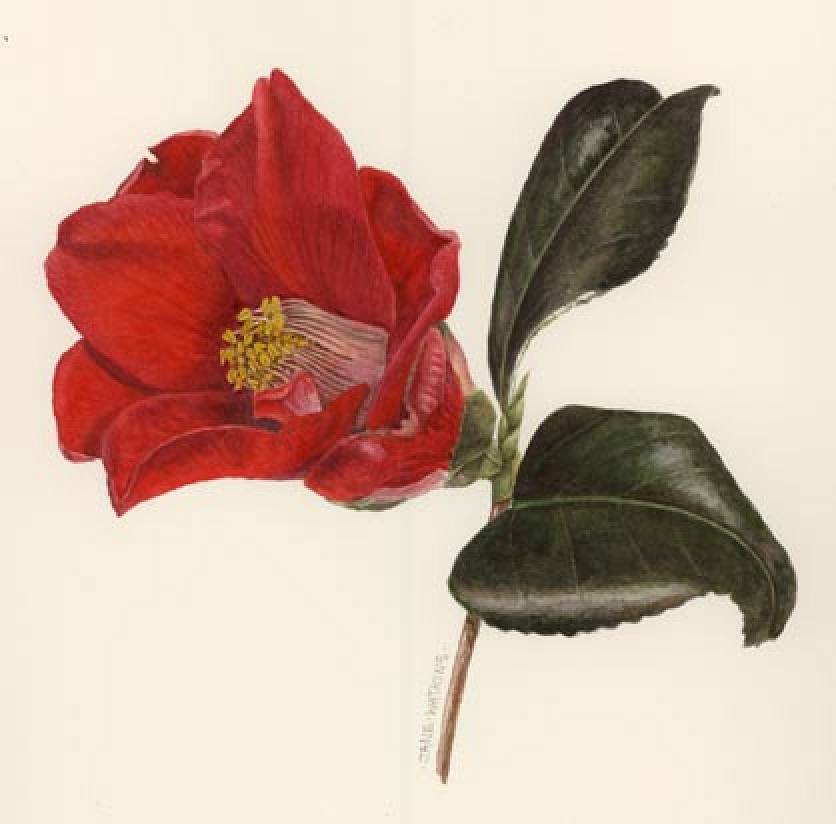 SINGLE_RED_CAMELIA.jpg