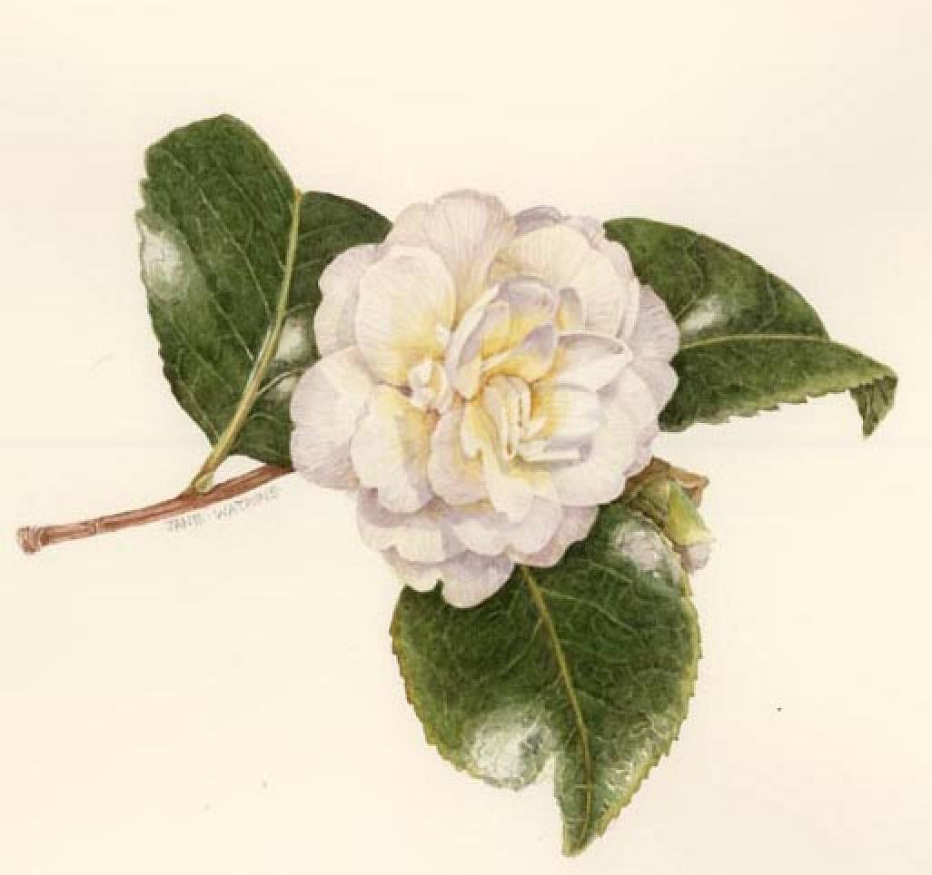 WHITE_CAMELIA.jpg